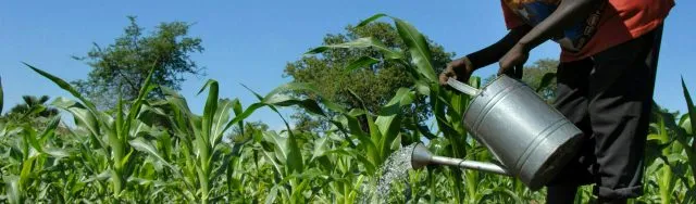 African farmer watering crops