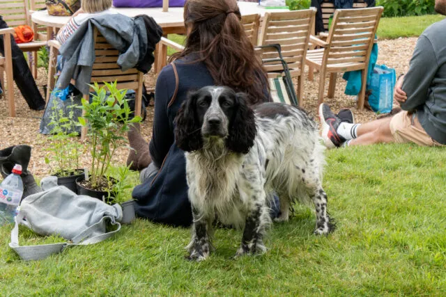 A black and white spaniel, looks at the camera